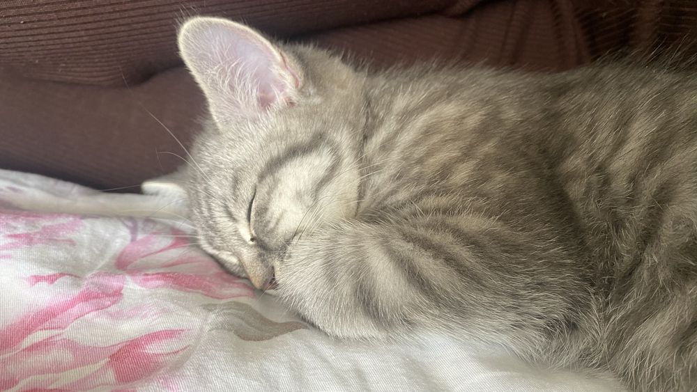 Котенок девочка 4 месяца