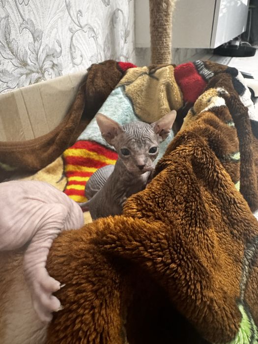 Продам донских сфинксов