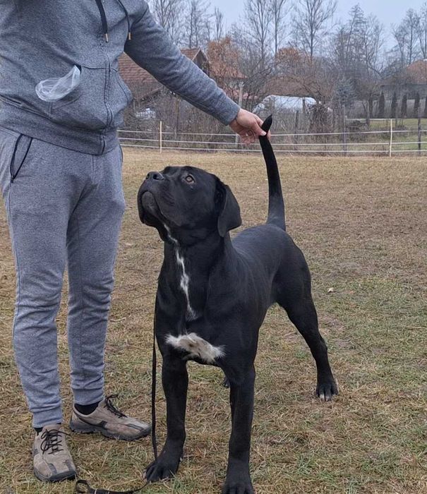 Cane Corso talie mare, pedigree FCI, femela junioară.
