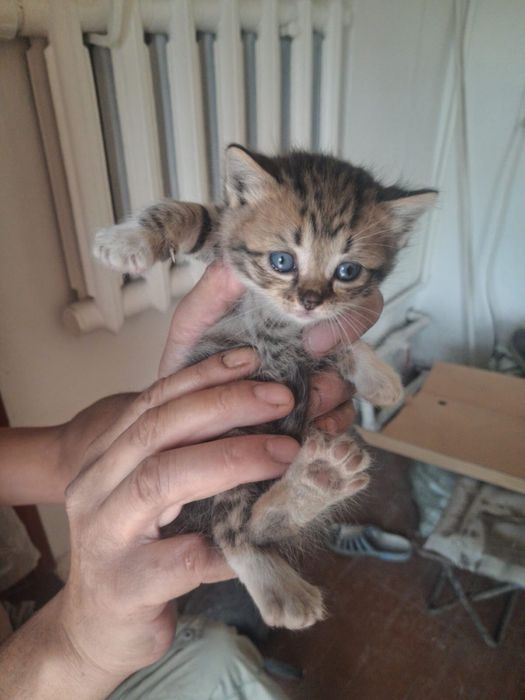 Отдам котят в добрые руки