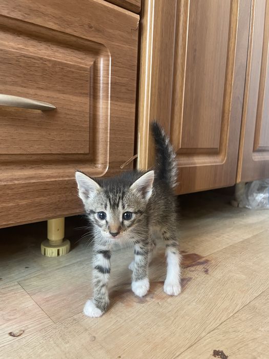 Отдам котят в добрые руки