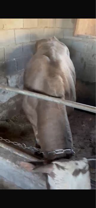 Продам быков 2 года