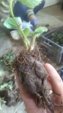 Stoloni   capsuni  Albion