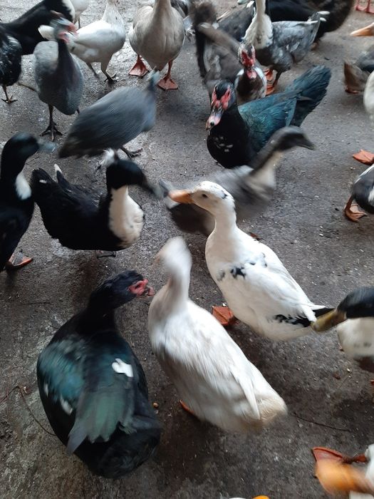Rate ,Gâște ,  Iepuri diferite varste si culori