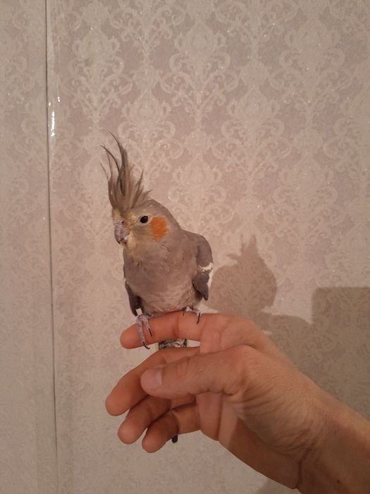 Продам попугай корелл ручной
