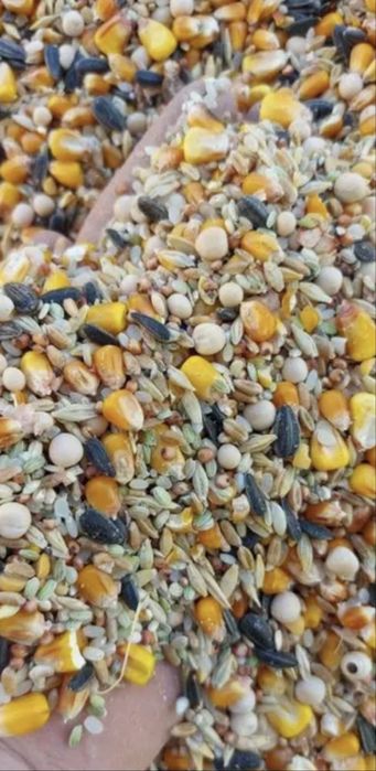 Cereale / Furaje de vanzare