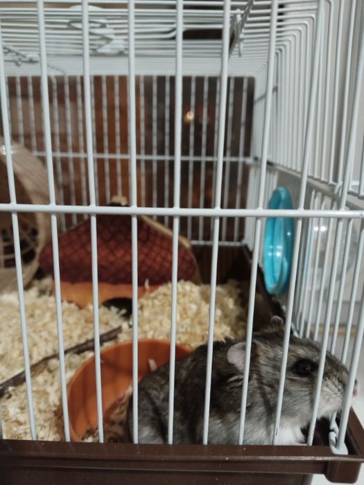 Отдам в добрые руки