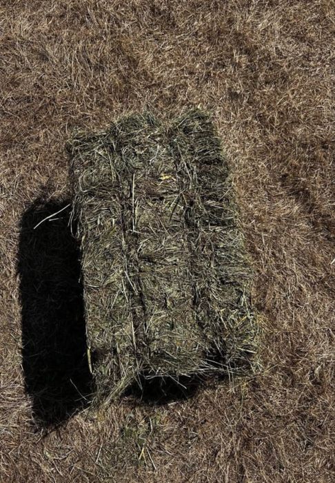 Продам Сено житняк