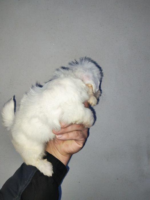 Bichon Maltez mini toy – fetiță