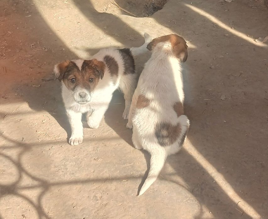 Отдам щенков в добрые руки