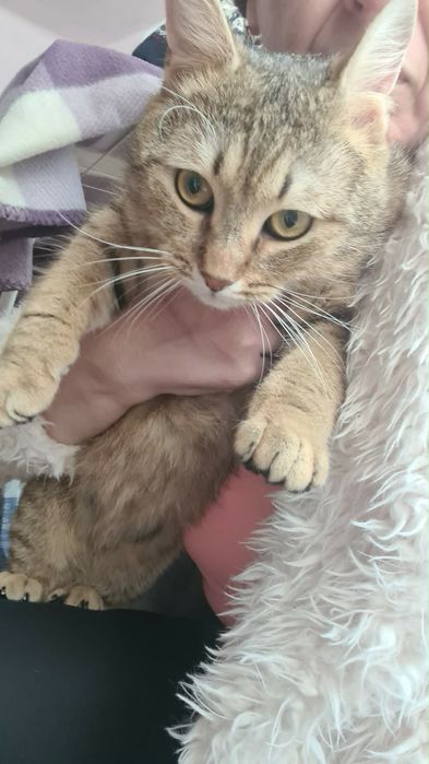 Motanul LEO spre adoptie