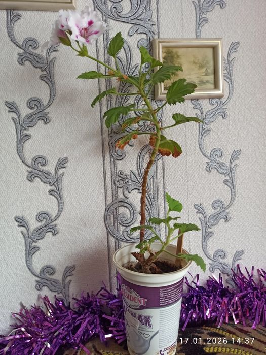 Пеларгонии продам