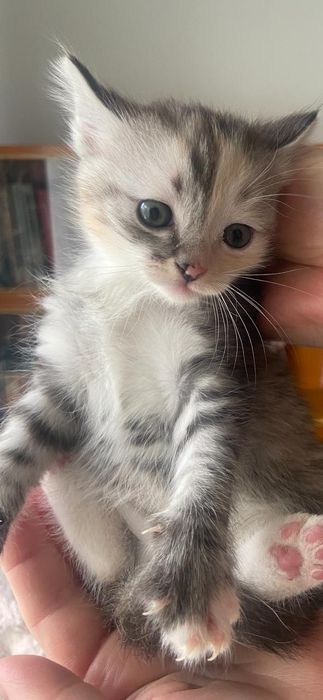 котята маленькие
