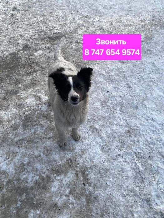 Щенки подростки 6 мес