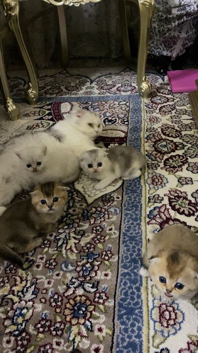 Кошка Британская шиншилла тоза кон
