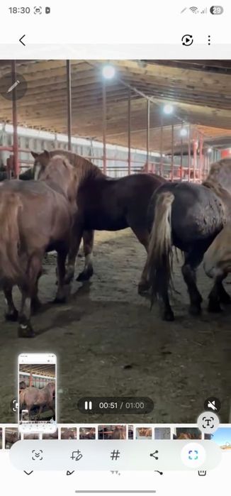 Продам  жеребцов Русских тяжеловозов