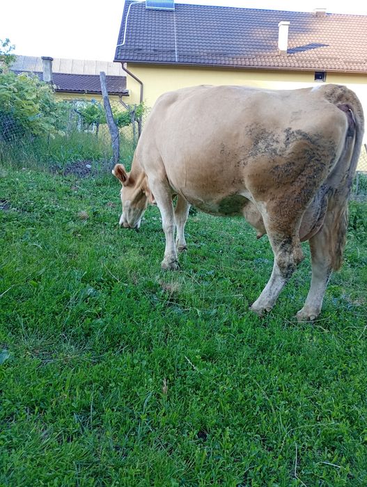 Vind vaca  de 6 ani și juninca de 3 ani fatata recent