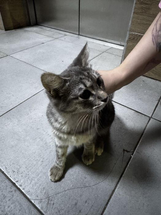 Кошечка бесплатно нашли на улице
