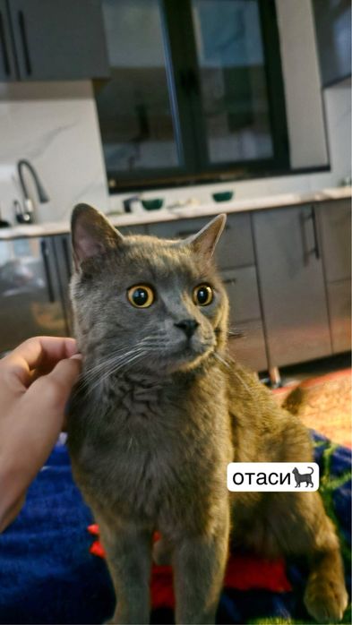 котята продаются