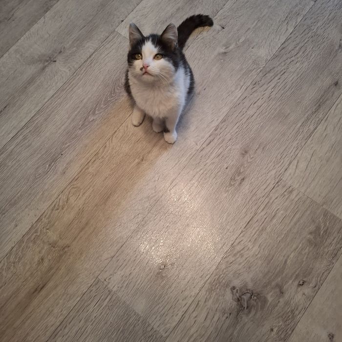 Отдам в хорошие руки