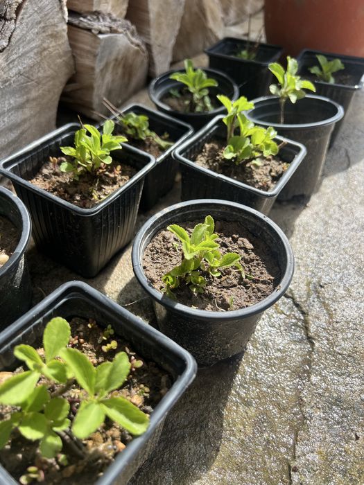 Продавам стевия | растение