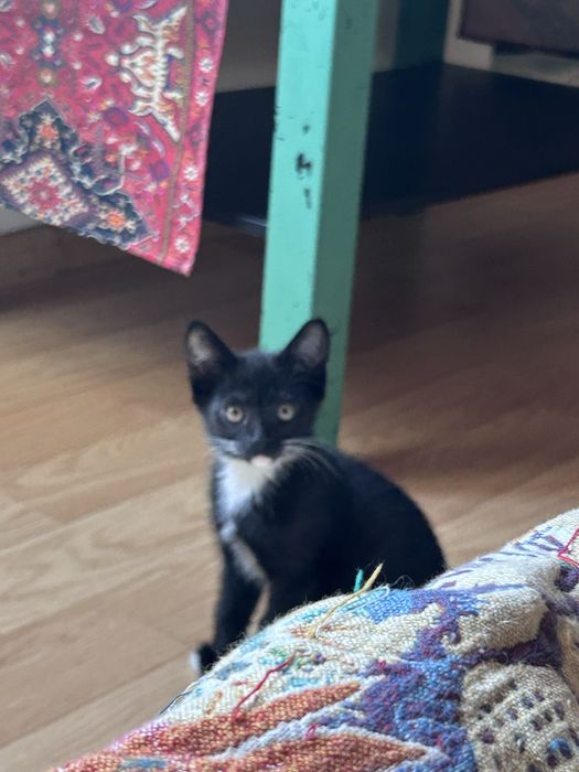 Ищу хозяина котенку