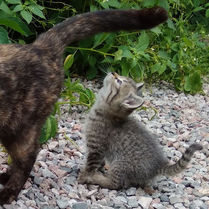 Котенок в добрые руки (мальчик)