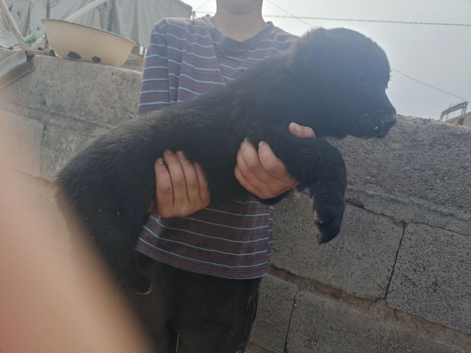 Продаются щенки алабай САО