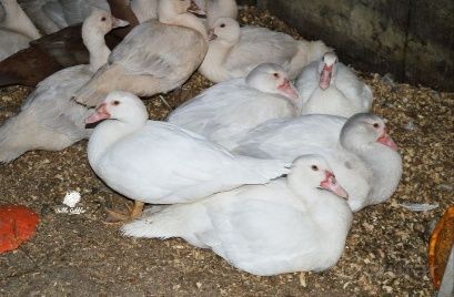 Индоуточки белые