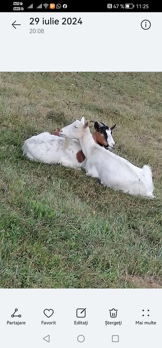 Vând două capre cu iezi