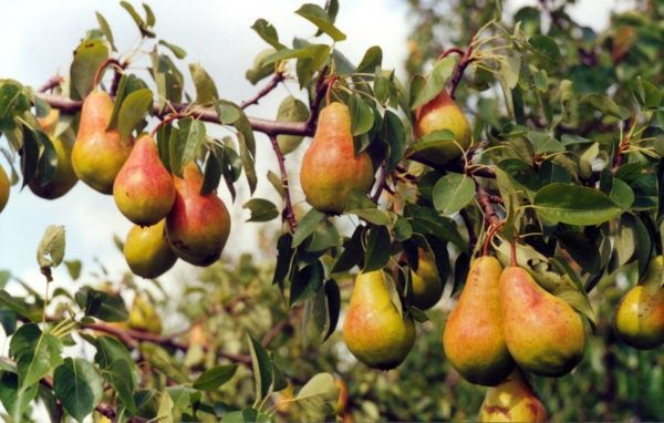 Pomi Fructiferi Străvechi Glia Strămoșească (Soiuri De Peri )