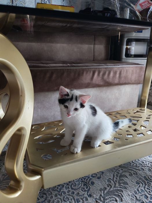 Катёнок отдодим в хорошие руки.