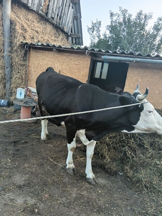 Vand vaca gestanta