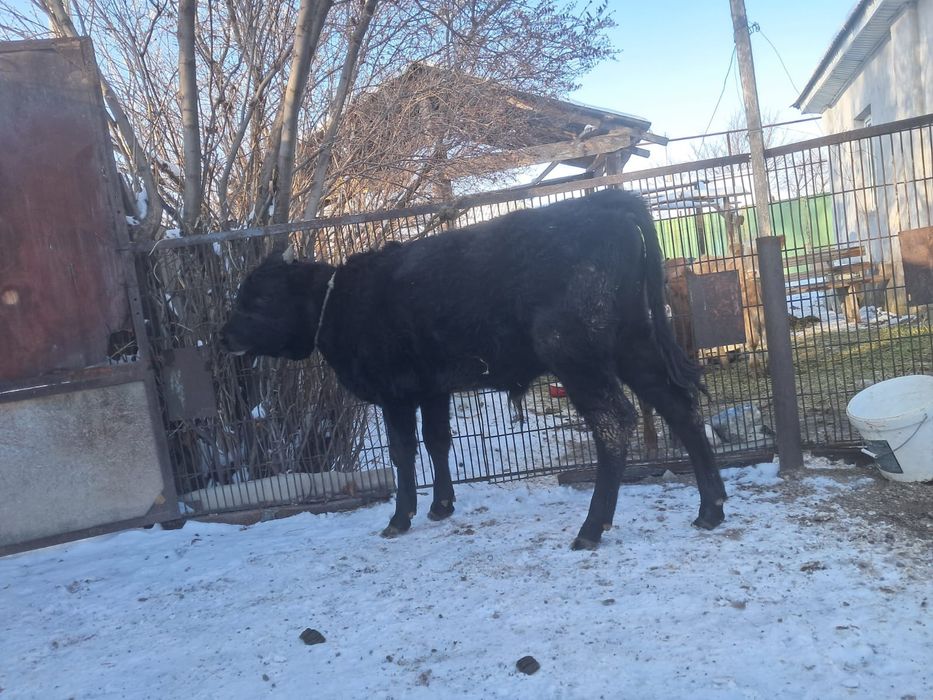 Бұка сатылады...