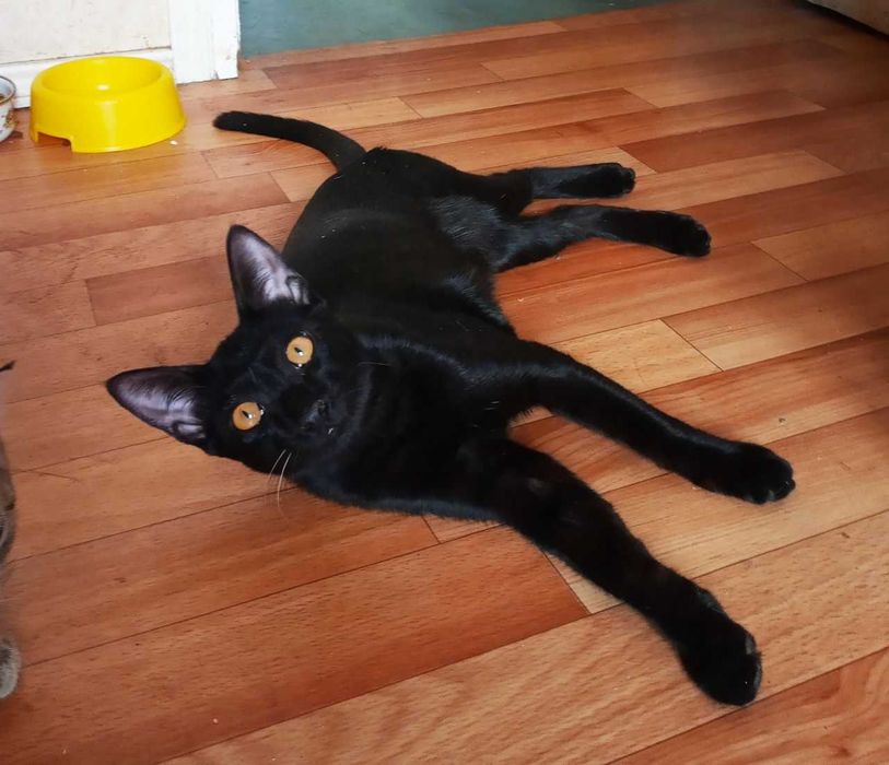 Взрослые котята в добрые руки. Смотрите фото