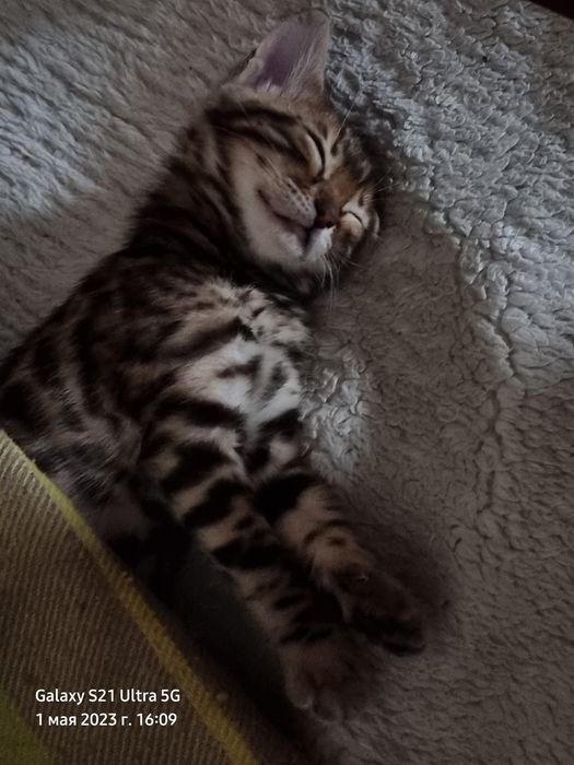 Мытье кошек и котов от 2х месяцев