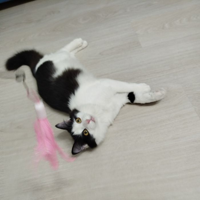 Котенок подросток