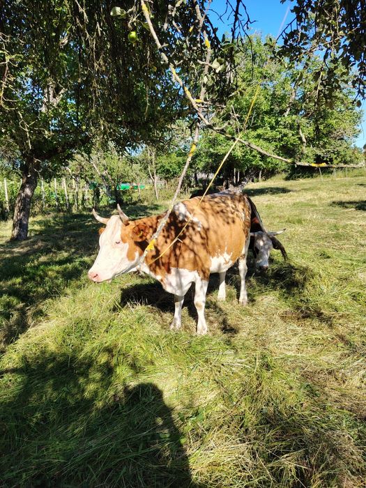 Vaca+ vițel mascul