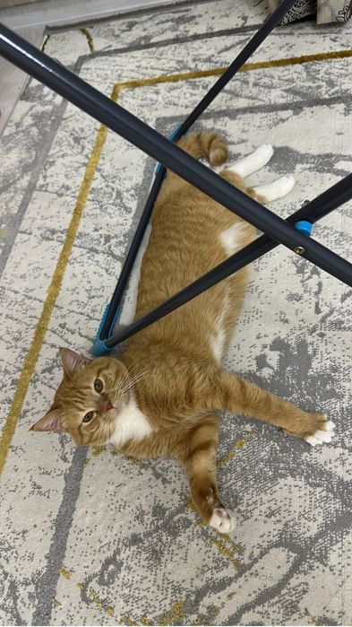 Котик в добрые руки