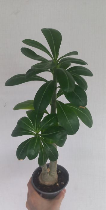 Адениумы роза пустыни