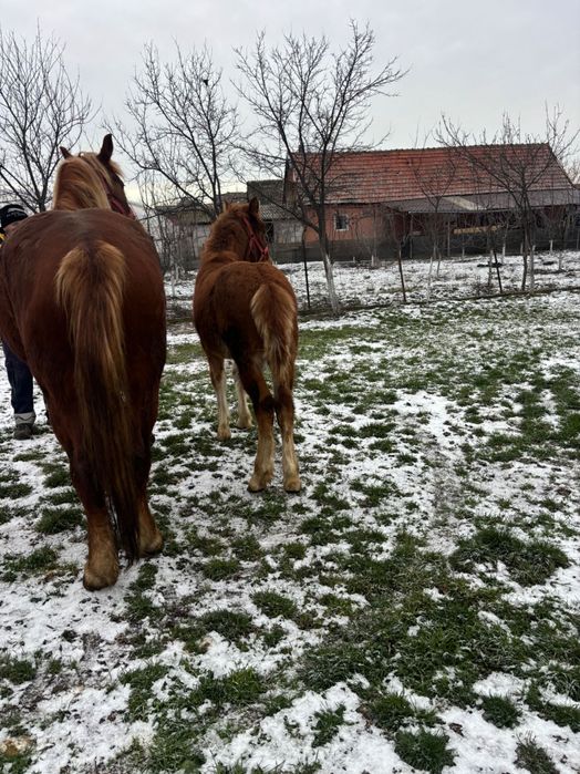 Vând iapă cu mânză