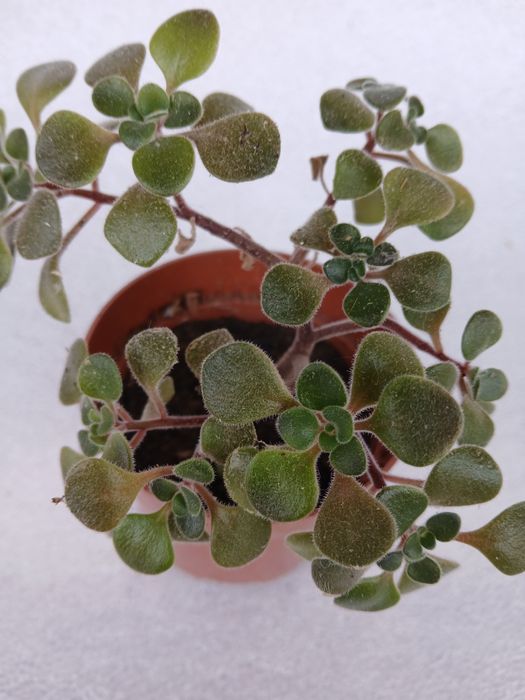 Дървото на парите