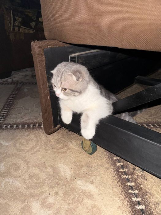 Продается Шотланский котик 9 месяцев