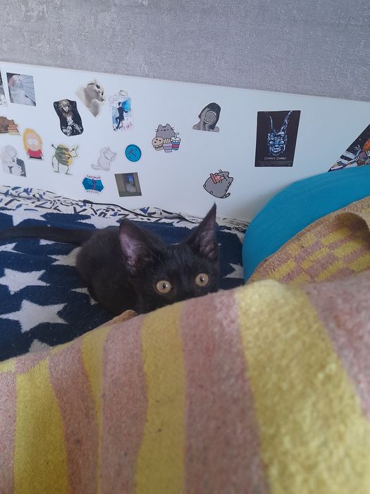 Бесплатно отдаём котенка