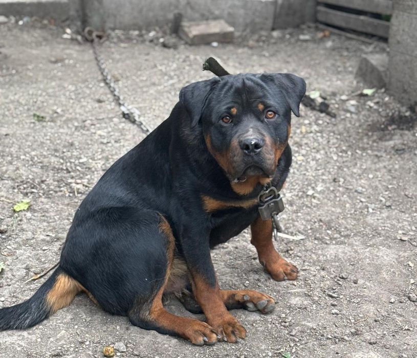 Продам щенка ротвейлера.