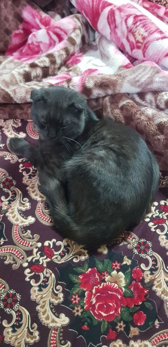 Скотиш фолд здаровые
