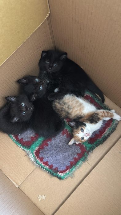 Отдам даром котят