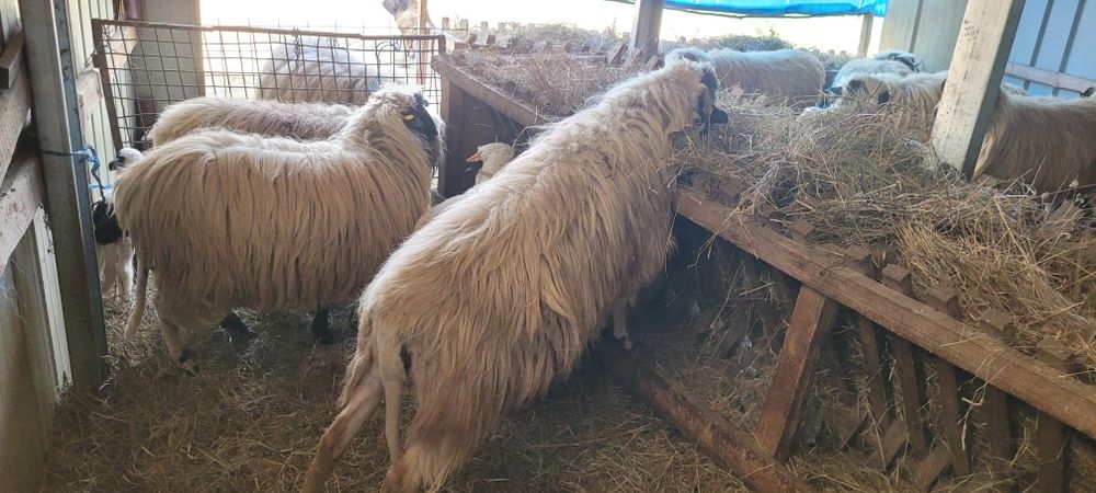 Trei oi cu miei disponibile