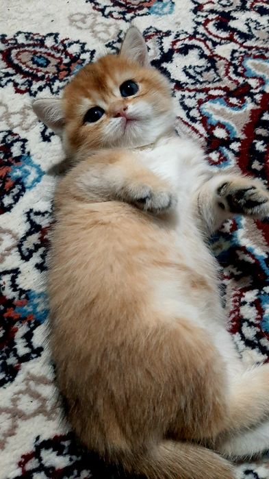 девочка золотая шиншилла bri ny11