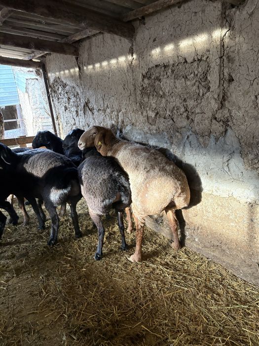 Гисарские тохлы !